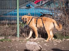 HUCKLEBERRY, Hund, Mischlingshund in Rumänien - Bild 9