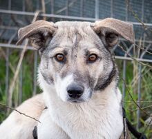 HELGA, Hund, Mischlingshund in Rumänien - Bild 1