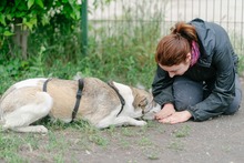 HELGA, Hund, Mischlingshund in Rumänien - Bild 10