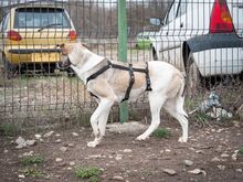 HELGA, Hund, Mischlingshund in Rumänien - Bild 11