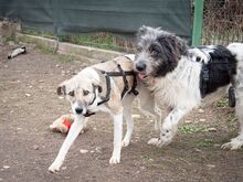 HELGA, Hund, Mischlingshund in Rumänien - Bild 12