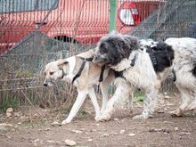 HELGA, Hund, Mischlingshund in Rumänien - Bild 13