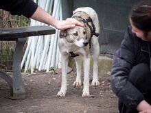 HELGA, Hund, Mischlingshund in Rumänien - Bild 15