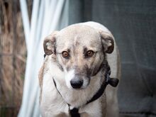 HELGA, Hund, Mischlingshund in Rumänien - Bild 18