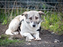 HELGA, Hund, Mischlingshund in Rumänien - Bild 19