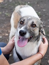 HELGA, Hund, Mischlingshund in Rumänien - Bild 2