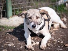 HELGA, Hund, Mischlingshund in Rumänien - Bild 22