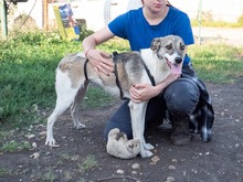 HELGA, Hund, Mischlingshund in Rumänien - Bild 3