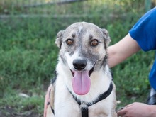 HELGA, Hund, Mischlingshund in Rumänien - Bild 4