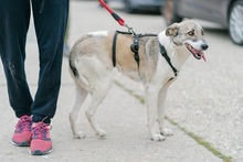 HELGA, Hund, Mischlingshund in Rumänien - Bild 5