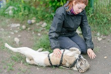 HELGA, Hund, Mischlingshund in Rumänien - Bild 7