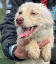 NUK, Hund, Mischlingshund in Rumänien