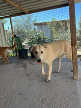 ADIA, Hund, Mischlingshund in Portugal - Bild 7