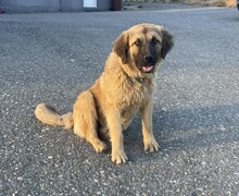 PARIS, Hund, Mischlingshund in Griechenland