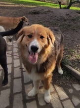 XENA, Hund, Mischlingshund in Großröhrsdorf