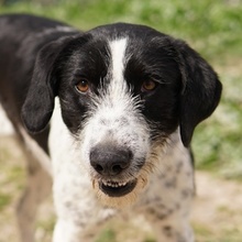 LEUR, Hund, Mischlingshund in Griechenland