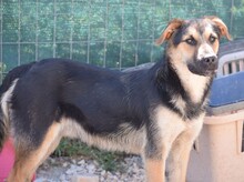 ROKY, Hund, Mischlingshund in Griechenland