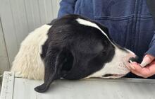 MELLA, Hund, Mischlingshund in Italien - Bild 12