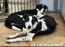 MELLA, Hund, Mischlingshund in Italien - Bild 8