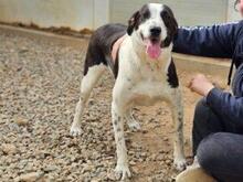 MILLA, Hund, Deutscher Schäferhund in Italien - Bild 12