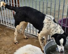MILLA, Hund, Deutscher Schäferhund in Italien - Bild 7