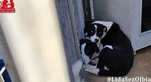 MILLA, Hund, Deutscher Schäferhund in Italien - Bild 8