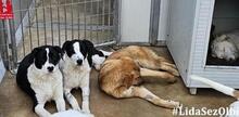 MILLA, Hund, Deutscher Schäferhund in Italien - Bild 9