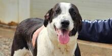 MILLA, Hund, Mischlingshund in Italien