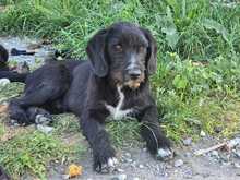 CLOONY, Hund, Mischlingshund in Griechenland