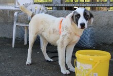 TEO, Hund, Mischlingshund in Griechenland