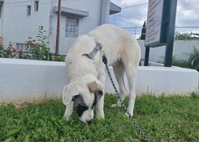 TEO, Hund, Mischlingshund in Griechenland - Bild 2