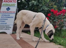 TEO, Hund, Mischlingshund in Griechenland - Bild 4