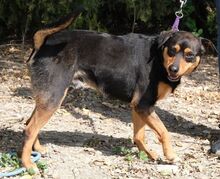 SKROUZ, Hund, Mischlingshund in Zypern - Bild 3