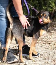 SKROUZ, Hund, Mischlingshund in Zypern - Bild 4