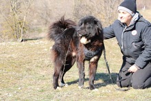 PHIL, Hund, Mischlingshund in Griechenland