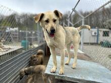 CHIP, Hund, Mischlingshund in Rumänien - Bild 4