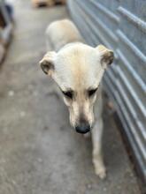 CHIP, Hund, Mischlingshund in Rumänien - Bild 8