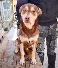 PEPE, Hund, Mischlingshund in Rumänien