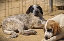 COLETTE, Hund, Mischlingshund in Griechenland - Bild 1