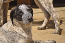 COLETTE, Hund, Mischlingshund in Griechenland - Bild 2