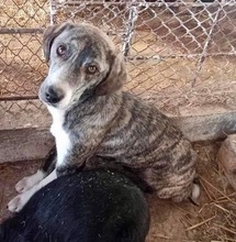 HAYLIE, Hund, Mischlingshund in Rumänien