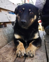 OXANA, Hund, Mischlingshund in Rumänien