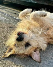 KENO, Hund, Mischlingshund in Rumänien