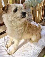 KENO, Hund, Mischlingshund in Rumänien - Bild 42