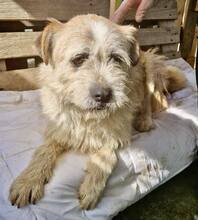 KENO, Hund, Mischlingshund in Rumänien - Bild 45