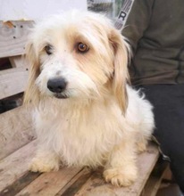 CHLOE, Hund, Mischlingshund in Rumänien
