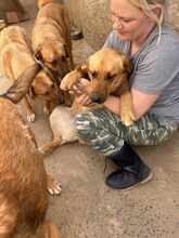 GINNY, Hund, Mischlingshund in Rumänien - Bild 2