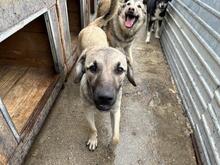 BRAN, Hund, Mischlingshund in Spanien - Bild 6