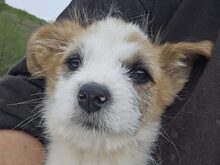 NILS, Hund, Mischlingshund in Rumänien