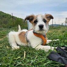 NOAH, Hund, Mischlingshund in Rumänien